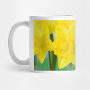 Narcissus  &#39;Standard Value&#39;   Division 1  Trumpet Daffodil Mug